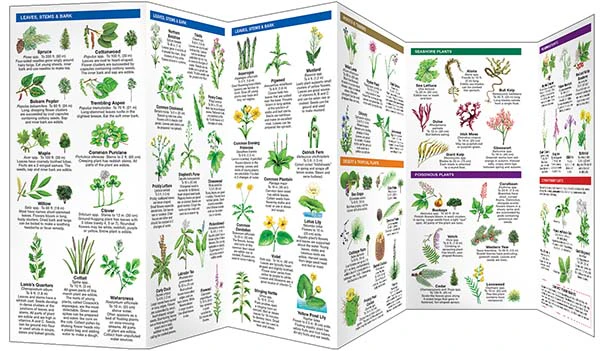 Edible Wild Plants Pocket Guide & Identifier (9781583551271) - Image 3