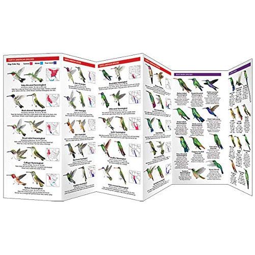 Hummingbird Folding Pocket Guide (9781583557914) - Image 2