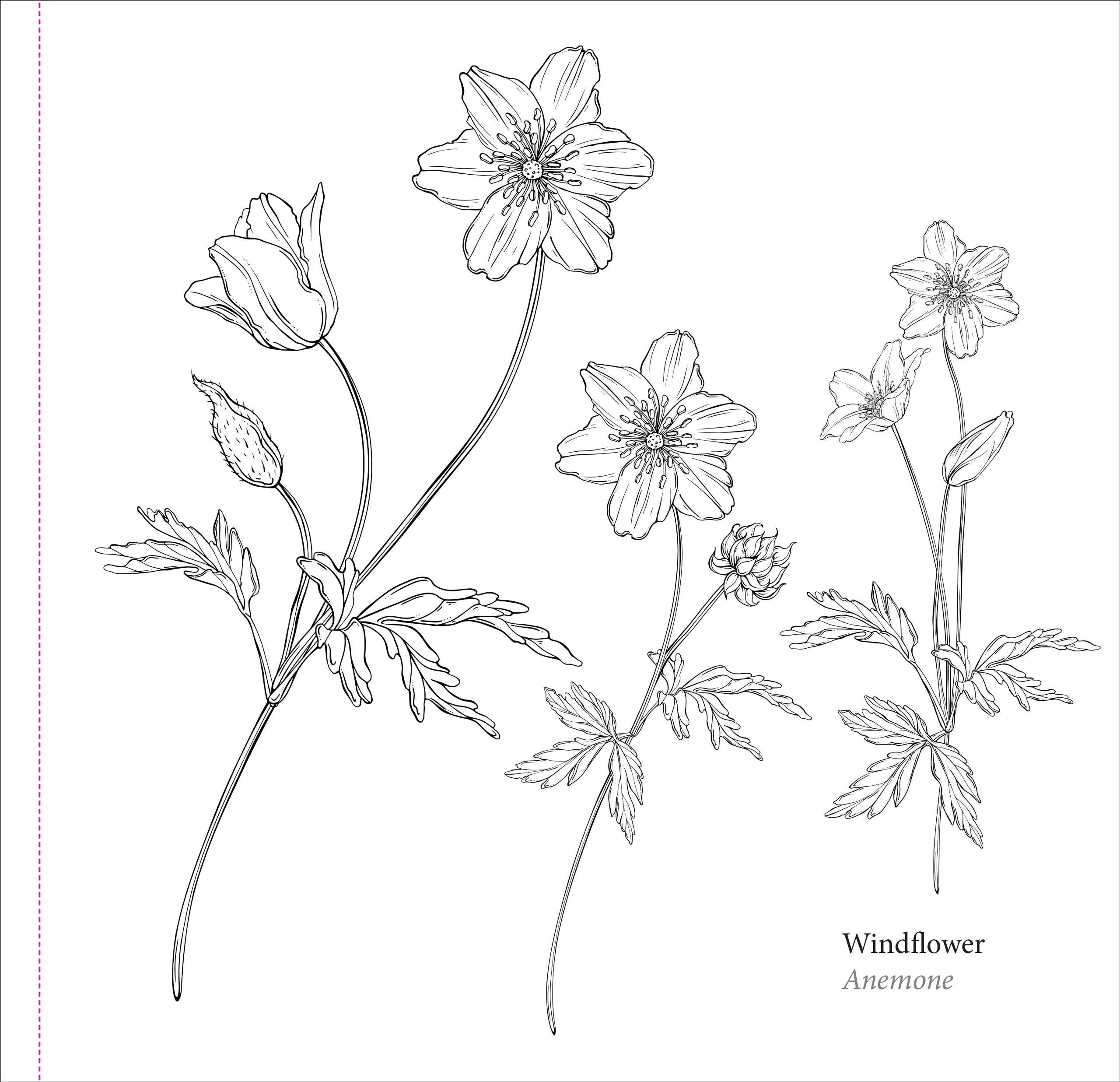 Spring Blooms Artist's Coloring Book - Image 4