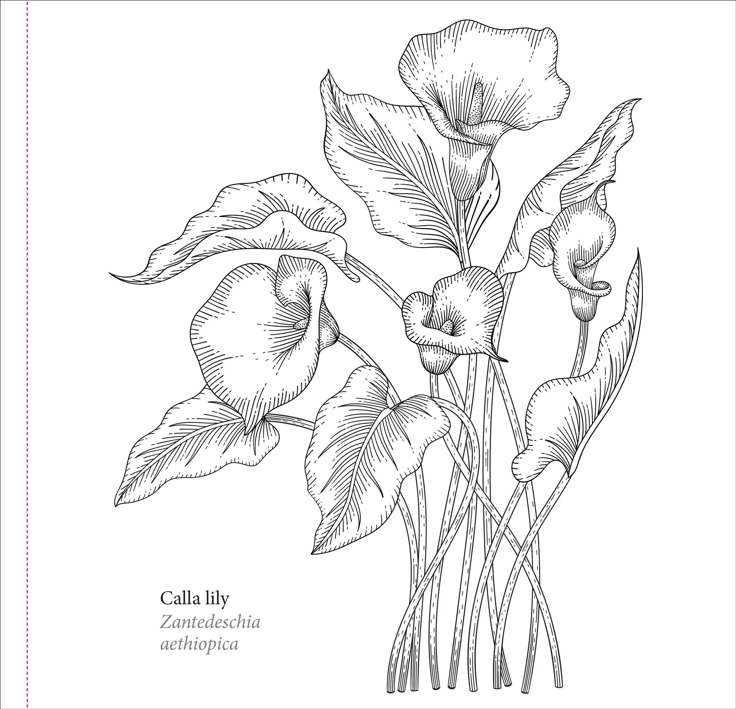 Spring Blooms Artist's Coloring Book - Image 5