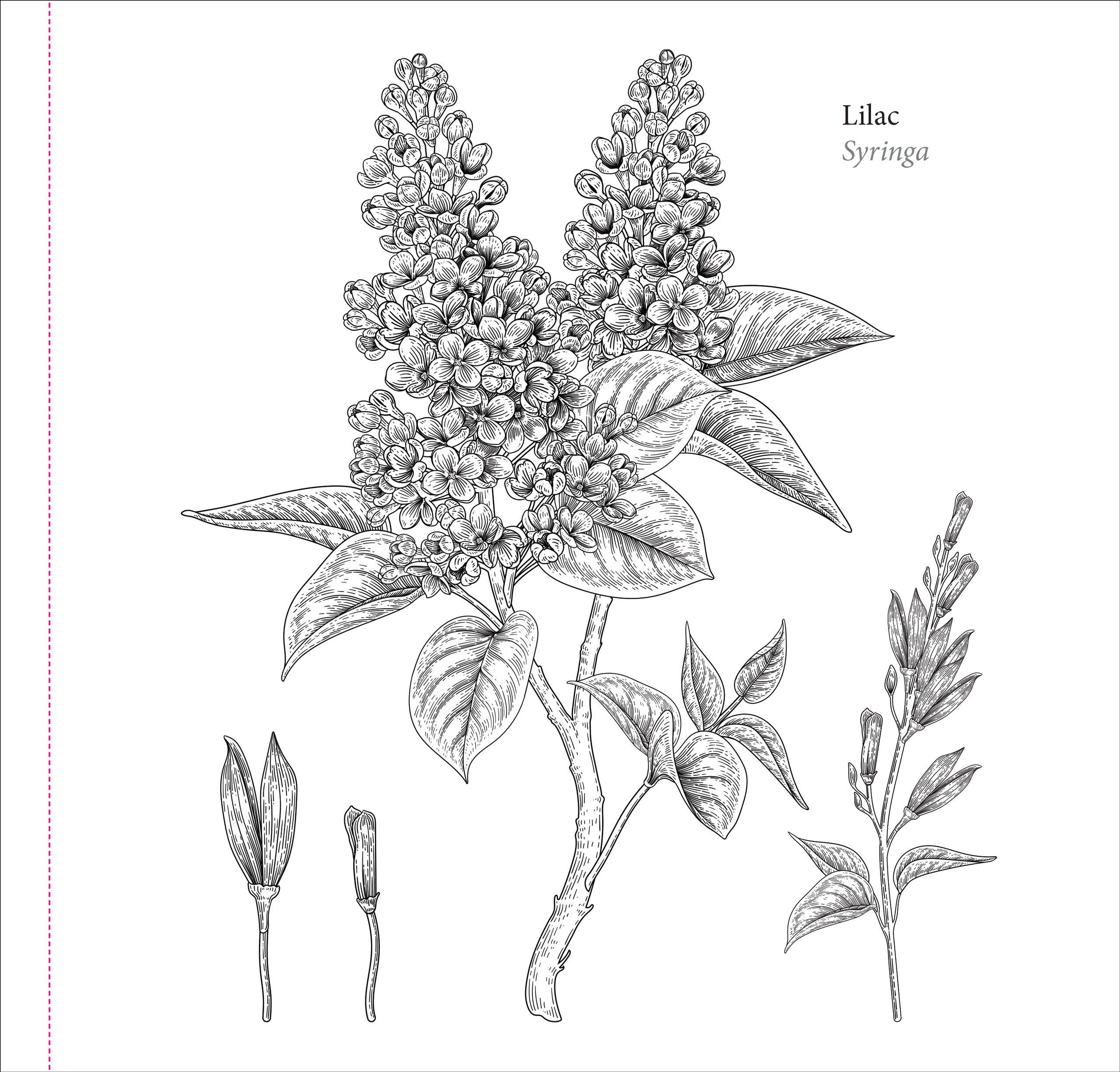 Spring Blooms Artist's Coloring Book - Image 7