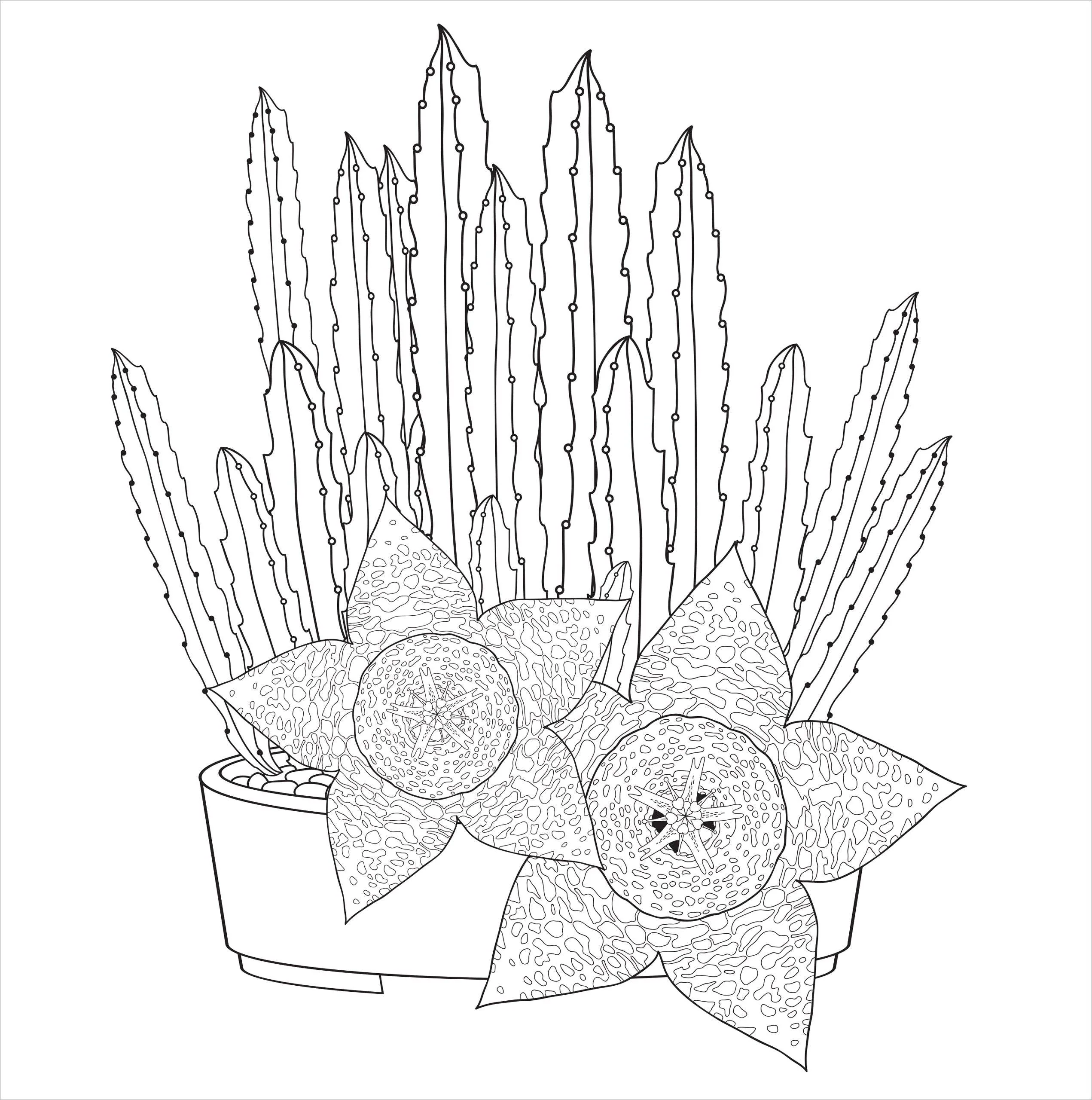 Succulents Artist's Coloring Book - Image 4