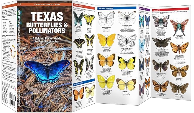 Texas Butterflies Pocket Guide (9781620053768) - Image 2