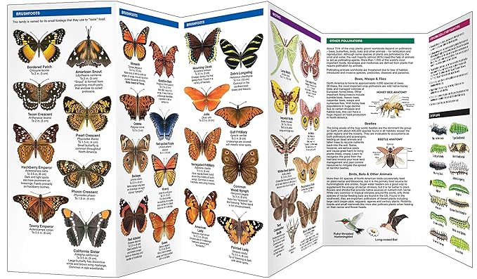 Texas Butterflies Pocket Guide (9781620053768) - Image 3