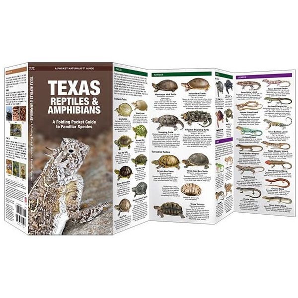 Texas Reptiles & Amphibians Pocket Guide (9781620053706) - Image 2