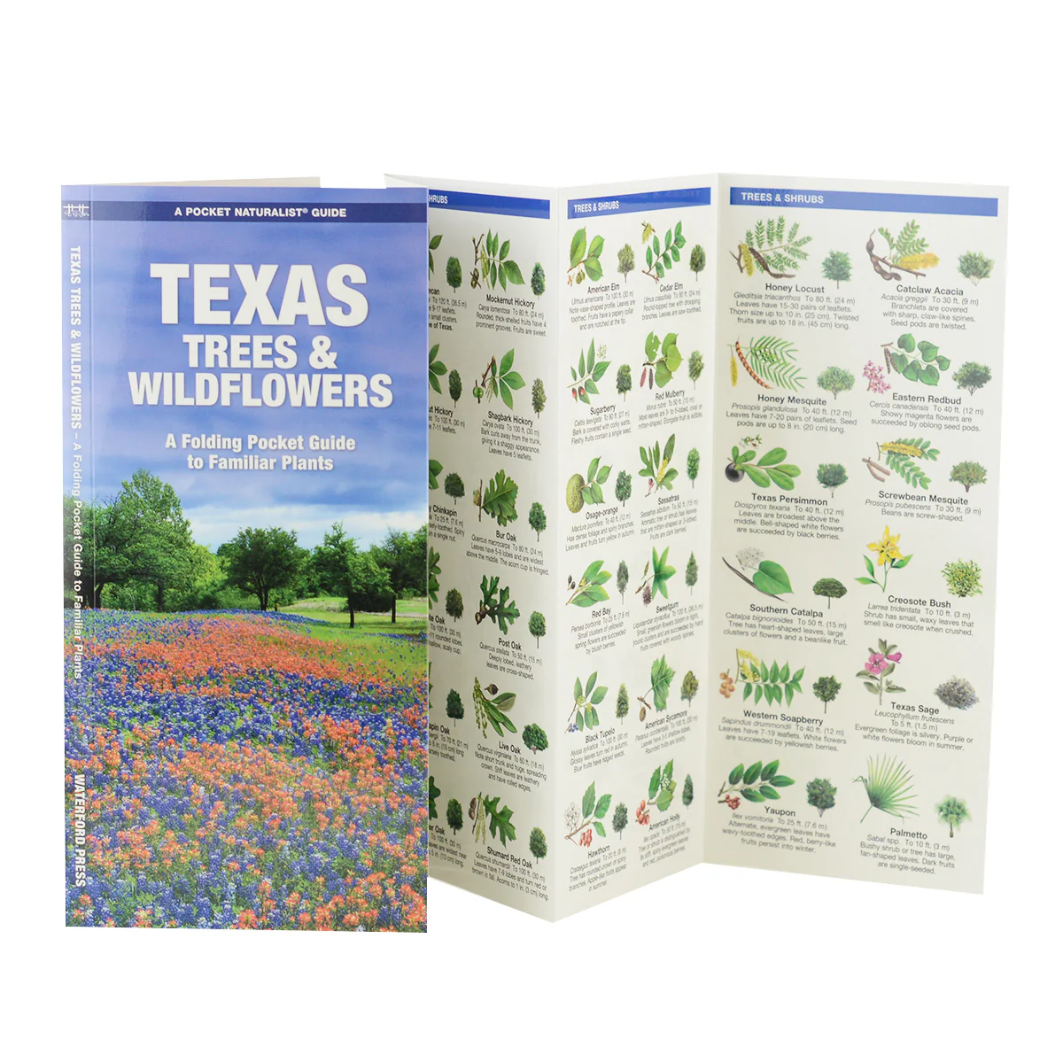 Texas Trees & Wildflowers: A Pocket Guide to Familiar Species (9781583550984) - Image 2