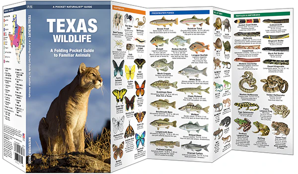 Texas Wildlife: A Folding Pocket Guide to Familiar Animals (9781583552544) - Image 2