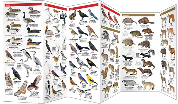 Texas Wildlife: A Folding Pocket Guide to Familiar Animals (9781583552544) - Image 3