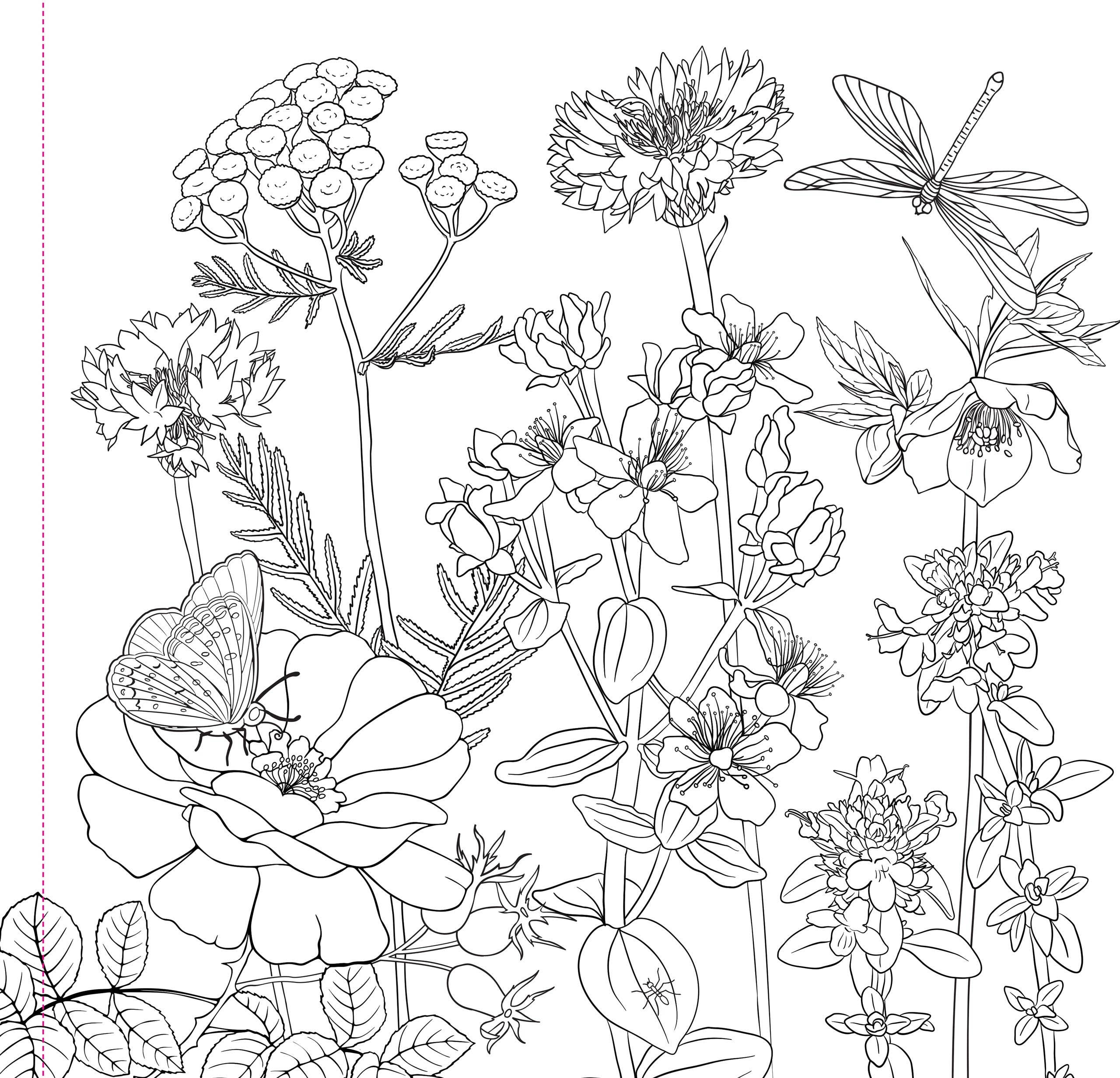Wildflowers Adult Coloring Book - Image 2